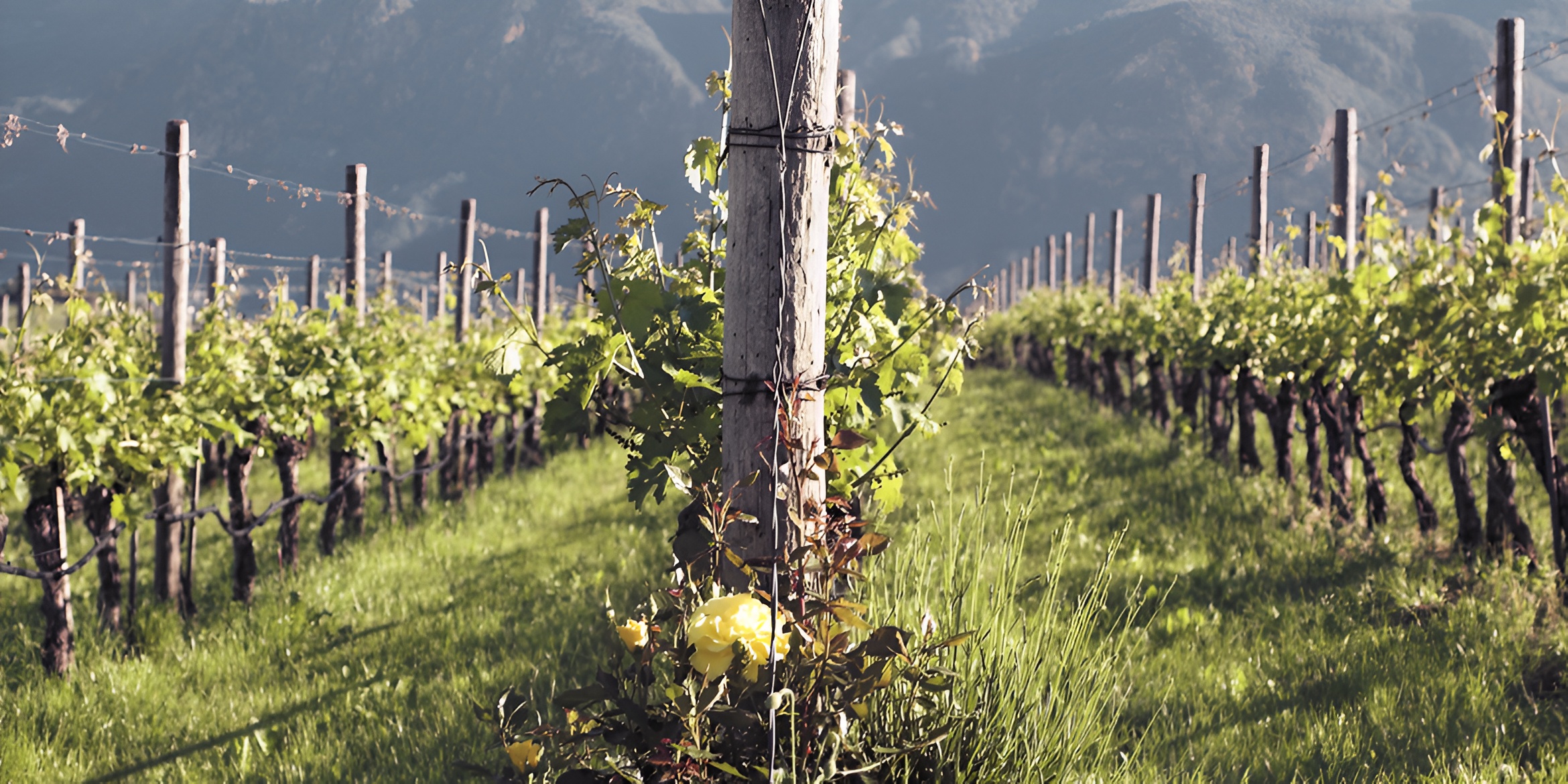 Oslavia vineyards